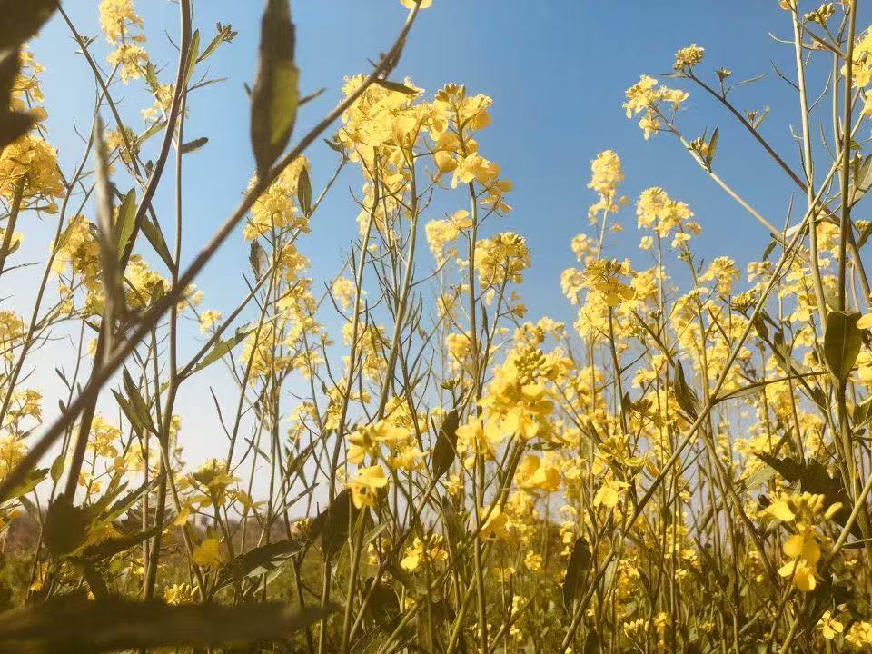 油菜花-叶皓风